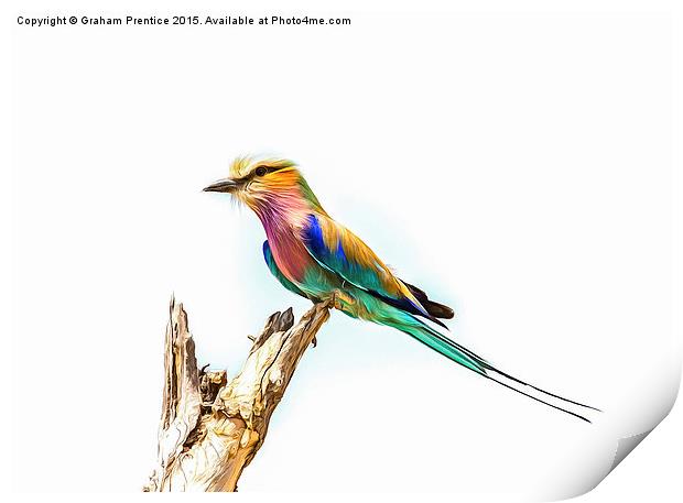 Lilac Breasted Roller Print by Graham Prentice