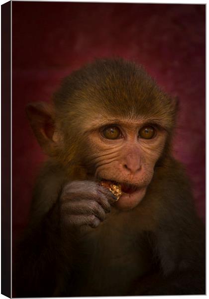 Monkey, Kathmandu, Nepal Canvas Print by Julian Bound