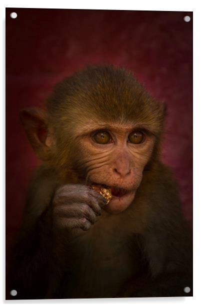 Monkey, Kathmandu, Nepal Acrylic by Julian Bound