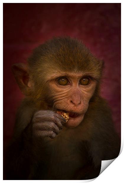 Monkey, Kathmandu, Nepal Print by Julian Bound