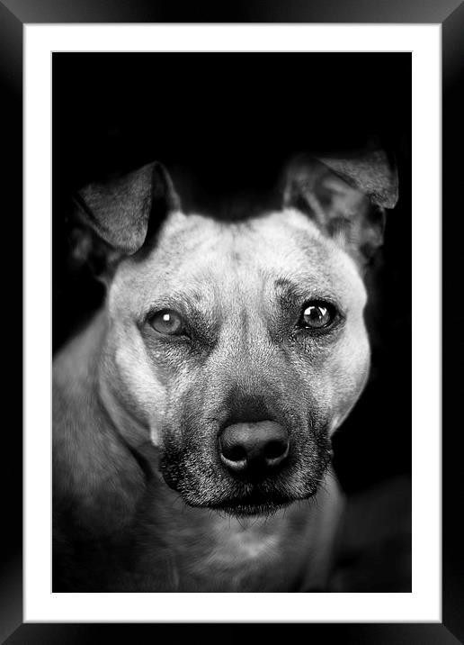  Dog in black and white Framed Mounted Print by Julian Bound