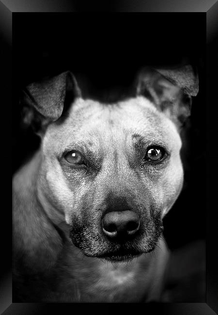  Dog in black and white Framed Print by Julian Bound
