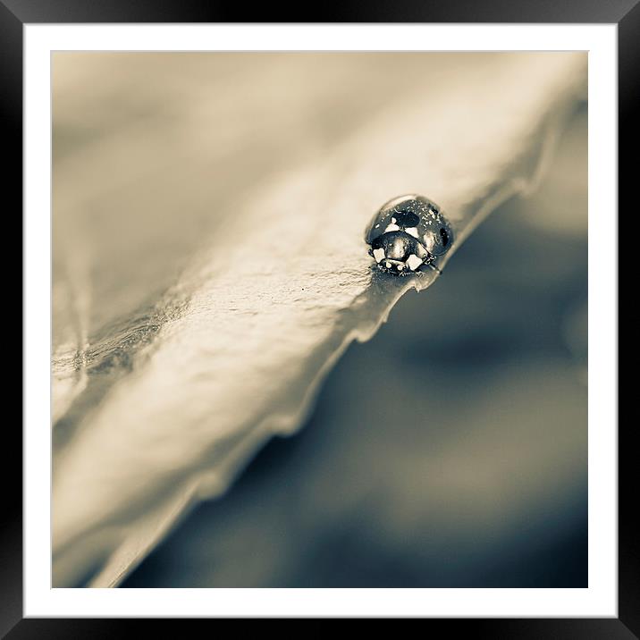   Ladybird on a leaf in Spring Framed Mounted Print by Julian Bound