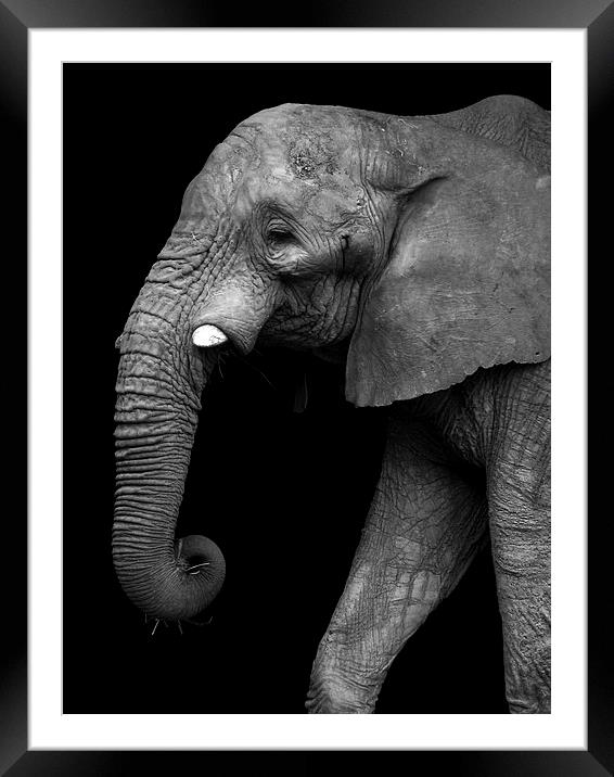  Elephant Framed Mounted Print by Kim Slater