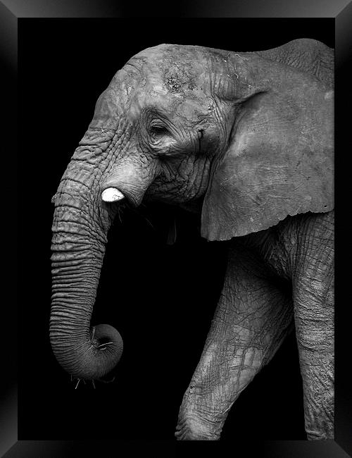  Elephant Framed Print by Kim Slater