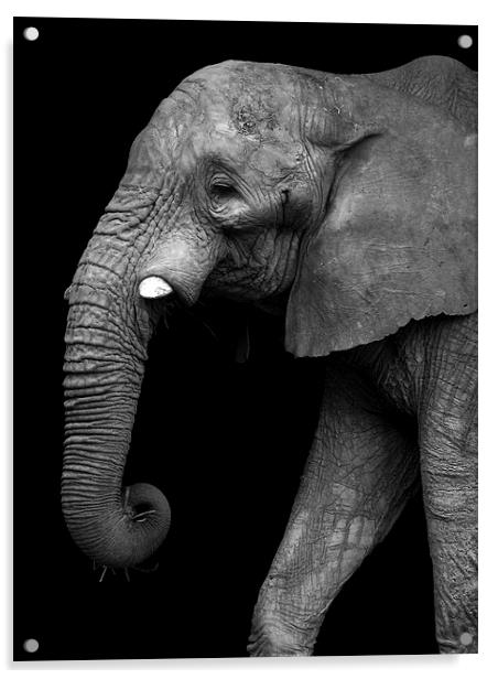  Elephant Acrylic by Kim Slater