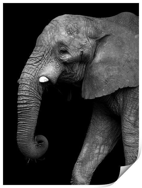  Elephant Print by Kim Slater