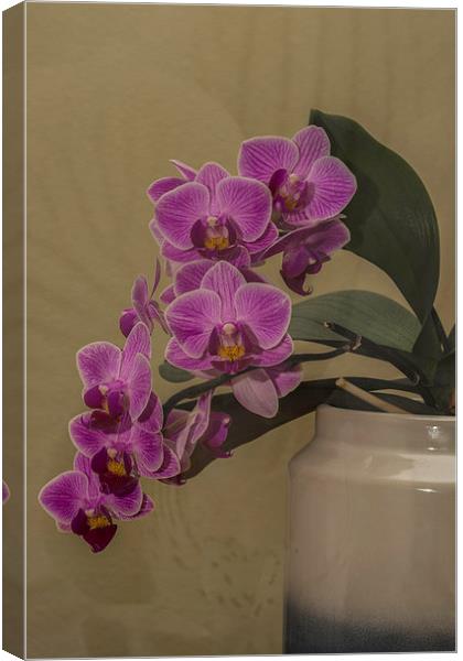 Orchid Orchidaceae Canvas Print by Steve Purnell