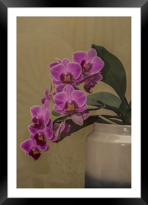 Orchid Orchidaceae Framed Mounted Print by Steve Purnell