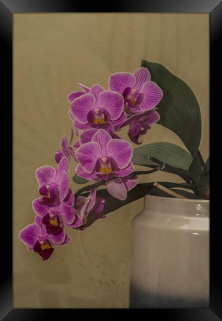 Orchid Orchidaceae Framed Print by Steve Purnell