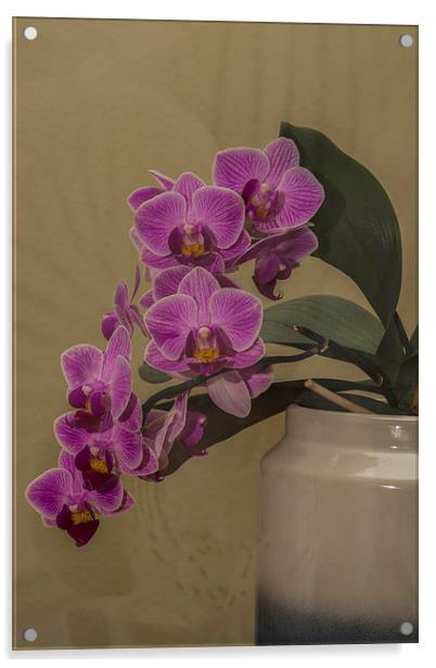 Orchid Orchidaceae Acrylic by Steve Purnell