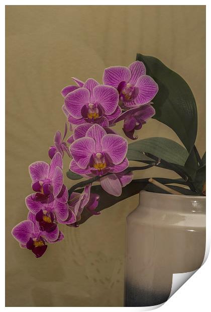 Orchid Orchidaceae Print by Steve Purnell