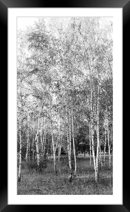  Burch Trees Framed Mounted Print by Svetlana Sewell