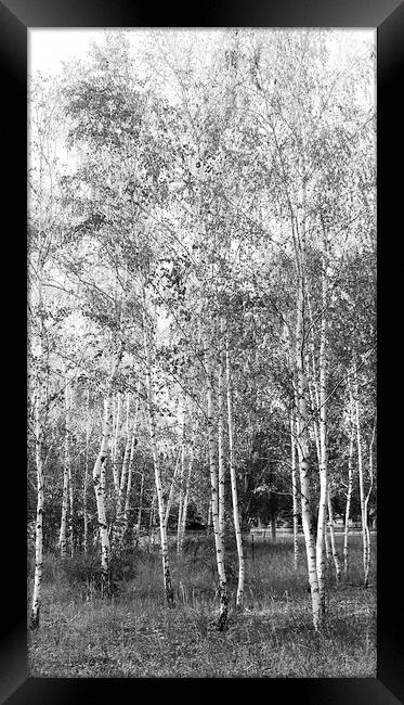  Burch Trees Framed Print by Svetlana Sewell