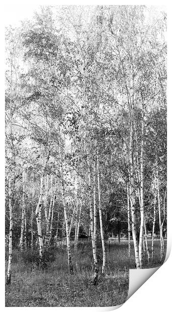  Burch Trees Print by Svetlana Sewell
