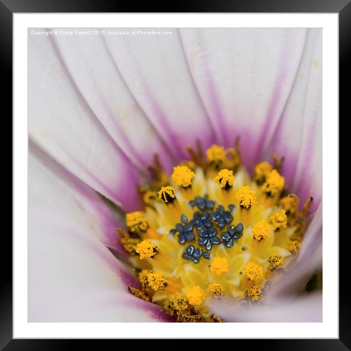  Osteospermum centre Framed Mounted Print by Claire Castelli