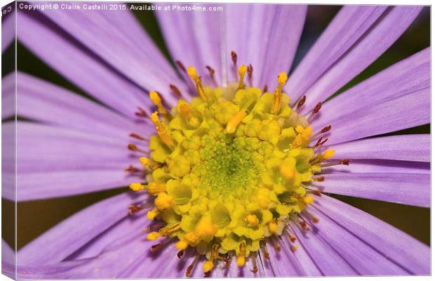  Centre of an Asteraceae Canvas Print by Claire Castelli