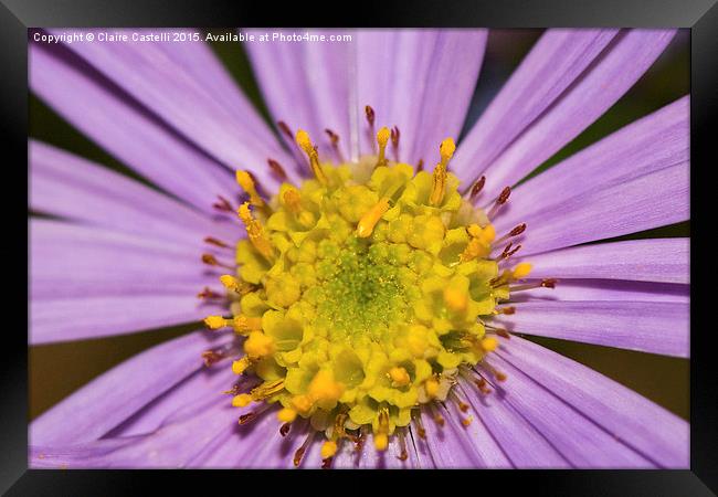  Centre of an Asteraceae Framed Print by Claire Castelli