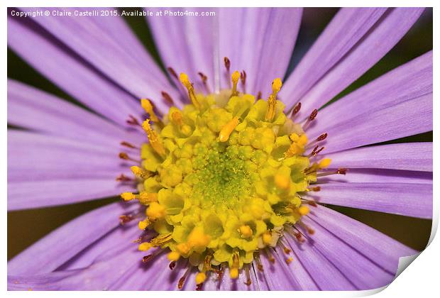  Centre of an Asteraceae Print by Claire Castelli