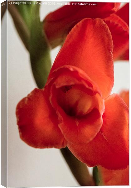  Gladiola Canvas Print by Claire Castelli