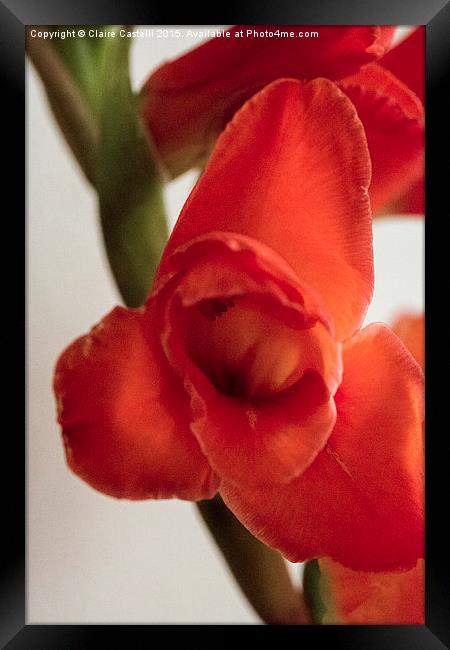 Gladiola Framed Print by Claire Castelli