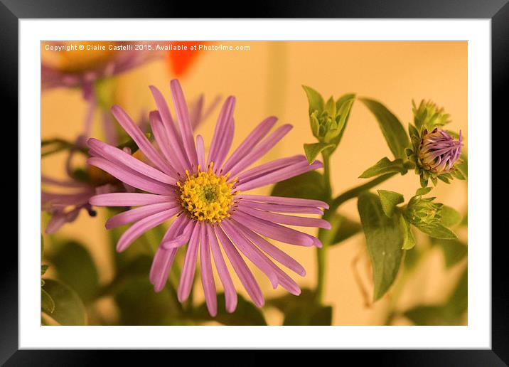  Asteraceae Framed Mounted Print by Claire Castelli