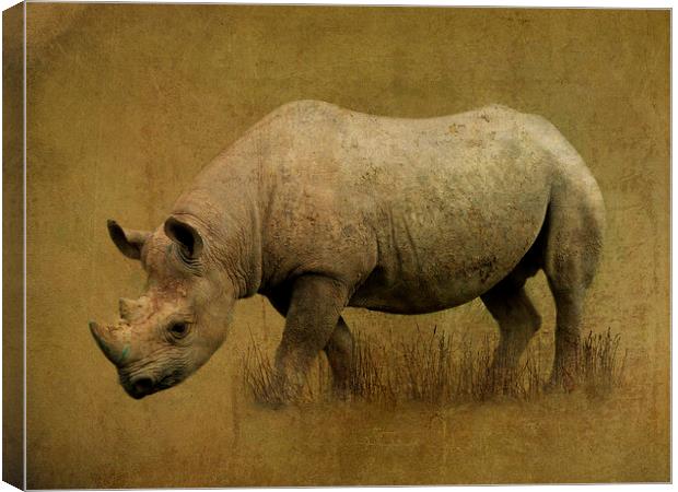  Black Rhino Canvas Print by Kim Slater