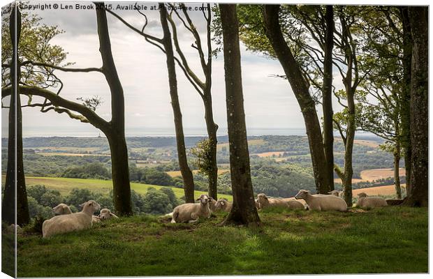Sheep on Chanctonbury Ring Canvas Print by Len Brook