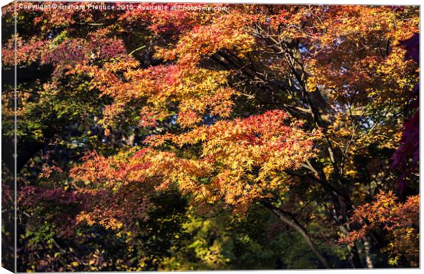 Maples in Glorious Autumn Colour Canvas Print by Graham Prentice