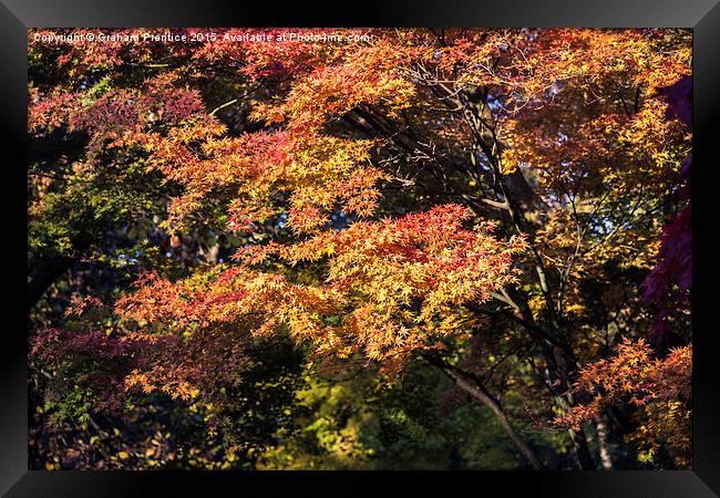 Maples in Glorious Autumn Colour Framed Print by Graham Prentice