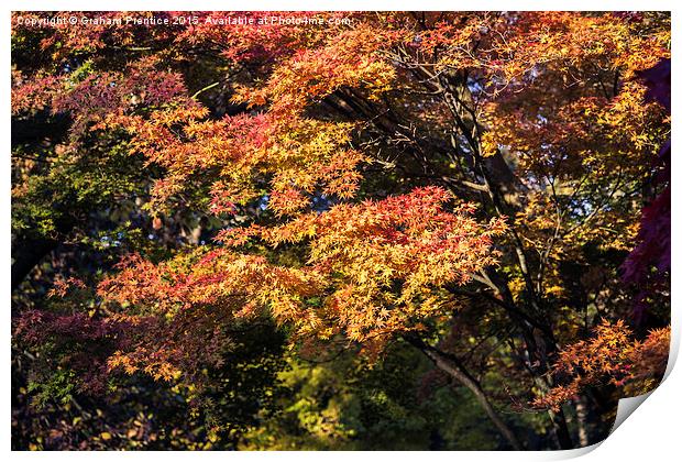 Maples in Glorious Autumn Colour Print by Graham Prentice