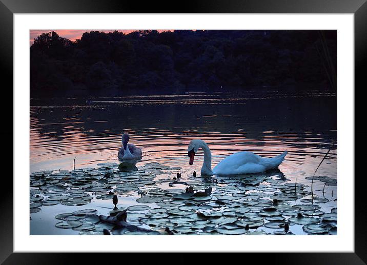 Swan and Cygnet Framed Mounted Print by kevin wise