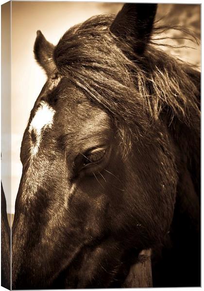   Horse in sepia, Shropshire, England Canvas Print by Julian Bound