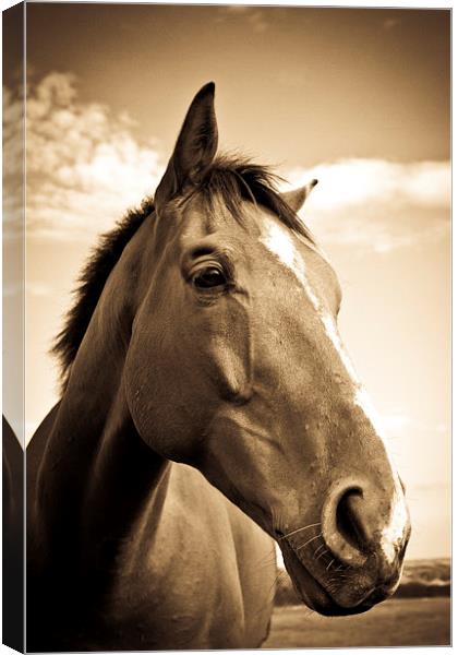   Horse in sepia, Shropshire, England Canvas Print by Julian Bound