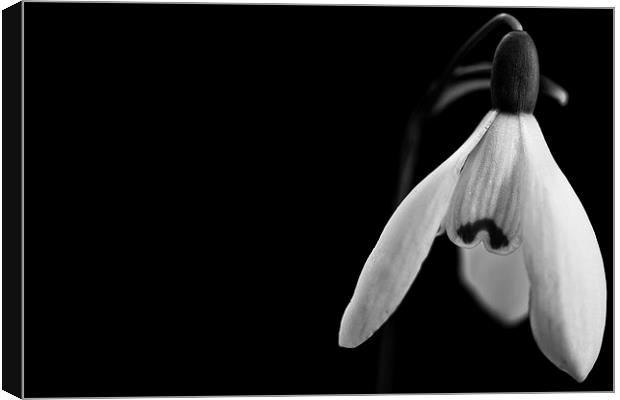  Snowdrops in black and white Canvas Print by Julian Bound