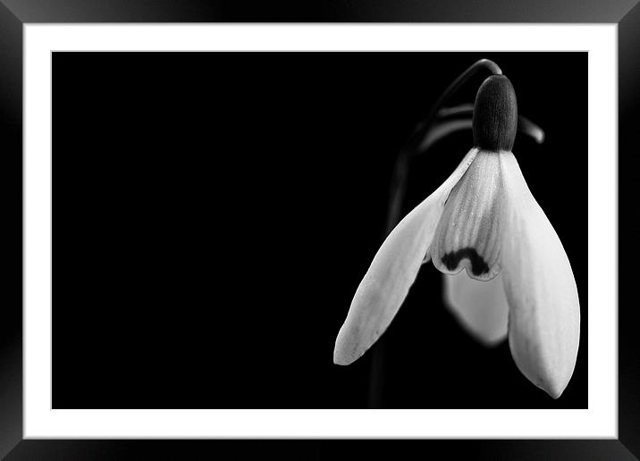  Snowdrops in black and white Framed Mounted Print by Julian Bound