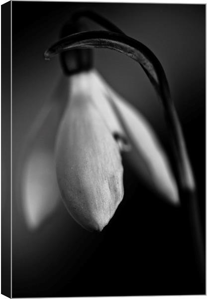  Snowdrop in black and white Canvas Print by Julian Bound