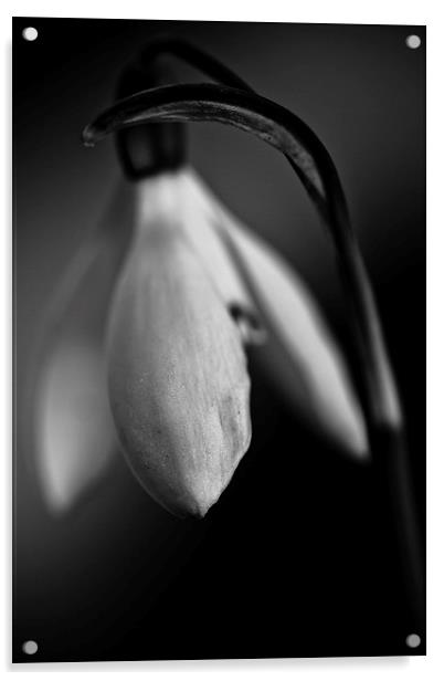  Snowdrop in black and white Acrylic by Julian Bound