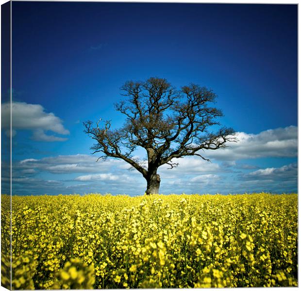  Tree in mustard field, Shropshire Canvas Print by Julian Bound