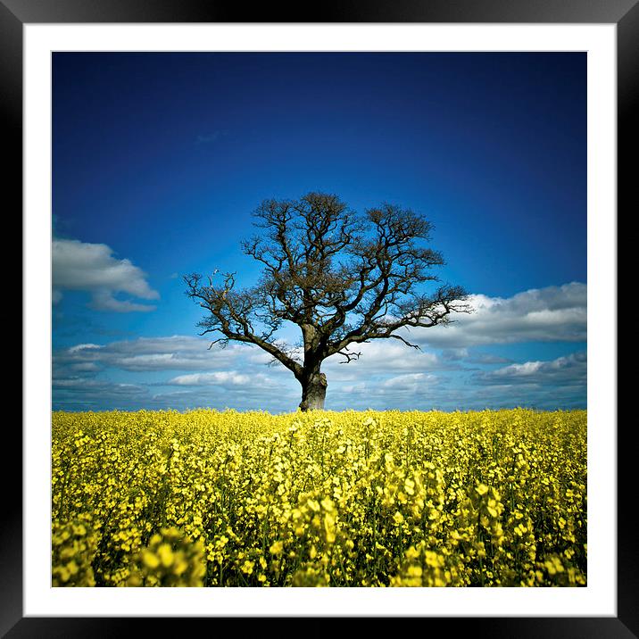  Tree in mustard field, Shropshire Framed Mounted Print by Julian Bound