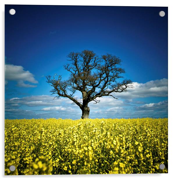  Tree in mustard field, Shropshire Acrylic by Julian Bound
