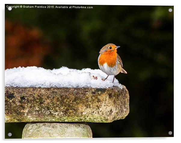 Robin on Snowy Birdbath Acrylic by Graham Prentice