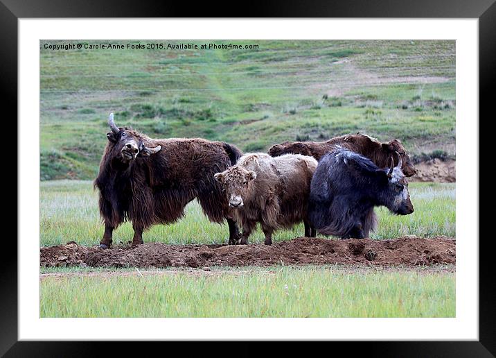  Yaks Framed Mounted Print by Carole-Anne Fooks