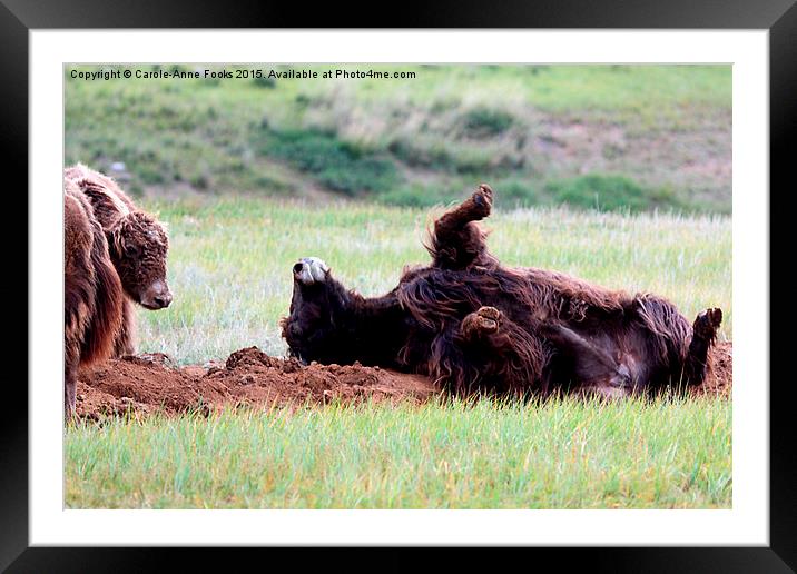  Yaks Framed Mounted Print by Carole-Anne Fooks