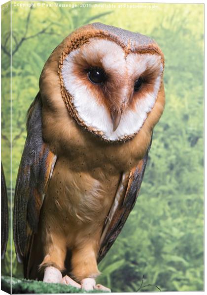 Barn Owl  Canvas Print by Paul Messenger