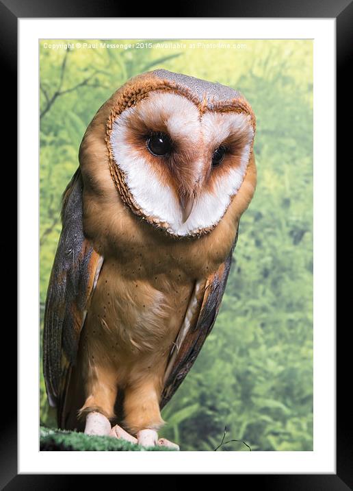Barn Owl  Framed Mounted Print by Paul Messenger