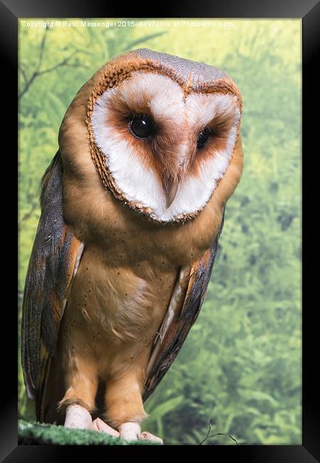 Barn Owl  Framed Print by Paul Messenger