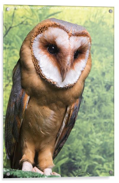 Barn Owl  Acrylic by Paul Messenger