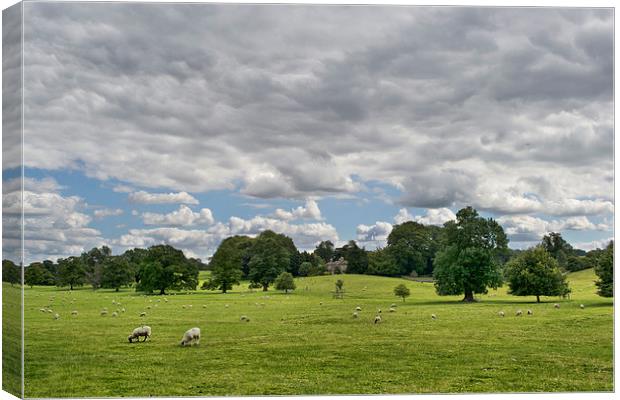  Sheep Grazing the Meadow Canvas Print by Colin Metcalf