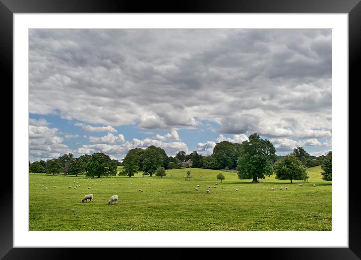  Sheep Grazing the Meadow Framed Mounted Print by Colin Metcalf